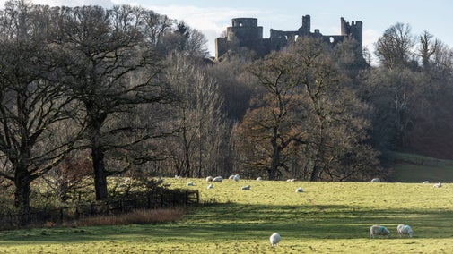 Sheep grazing with Dinefwr Castle in the background, Dinefwr, Carmarthenshire